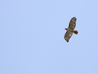 Red tailed Hawk